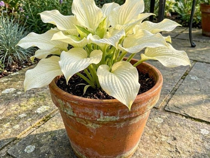 Hosta Lemon Sherbet