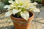 Hosta Lemon Sherbet