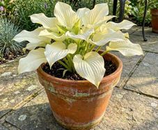 Hosta Lemon Sherbet
