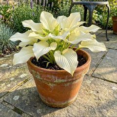 Hosta Lemon Sherbet