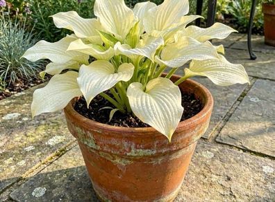 Hosta Lemon Sherbet