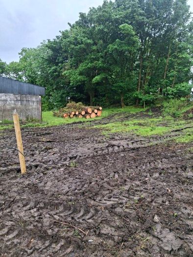 Tree Timber
