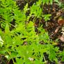 Large Fern Plants, Three Euros Image 3