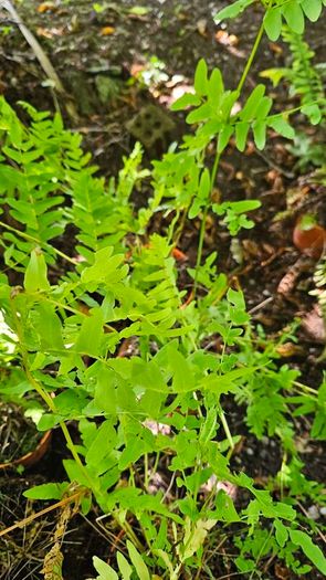 Large Fern Plants, Three Euros