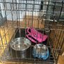 Dog Image 2