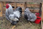 hens