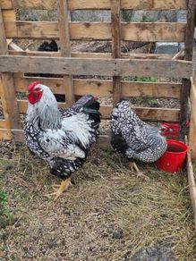 hens