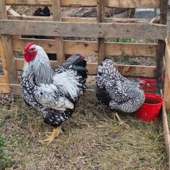 hens