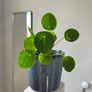 Chinese money plant Image 2