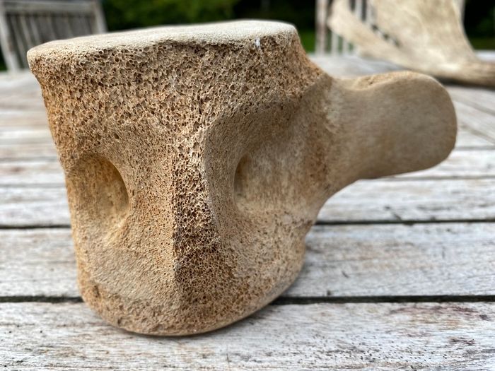 Whale vertebrae