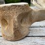 Whale vertebrae Image 5
