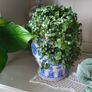 Callisia repens.House plant Image 9