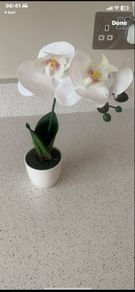 white orchid small