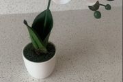 white orchid small