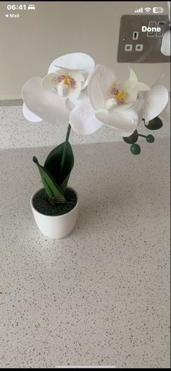 white orchid small
