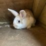 rabbits Image 2