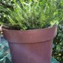 plants Image 3