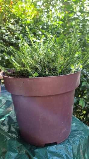 plants