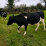 British Fresian springing heifers Image 6