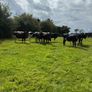 10 February calving Xbred heifers Image 9