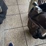 golf clubs & bag Image 4