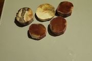 Petrified wood slices