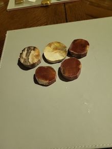Petrified wood slices
