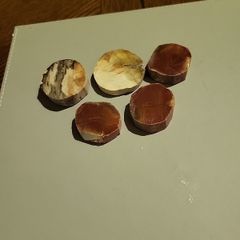 Petrified wood slices