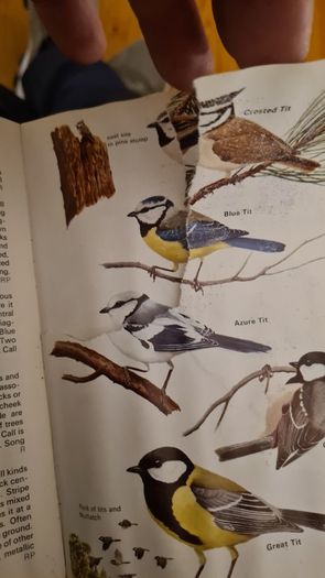 Birds Of Britain And Europe. The Hamlyn Guide. By Bertel Bruun. Illustrated By Arthur Singer. 516 Birds In Colour & 448 Maps. Paperback In FAIR CONDITION. 32..