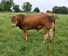 PB  McCabe Limousin Bull,