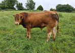 PB  McCabe Limousin Bull,