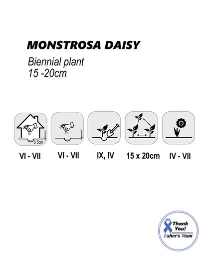 (D) Montrosa Daisy Seeds 0.1g (188951)
