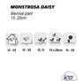 (D) Montrosa Daisy Seeds 0.1g (188951) Image 2