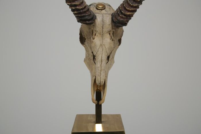 Taxidermy Study of Gazelle With Antlers by Anthony Redmile, London, 1970s.