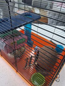 Hamster Cage