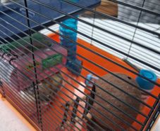 Hamster Cage