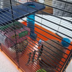 Hamster Cage