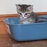 kitten adoption Image 3