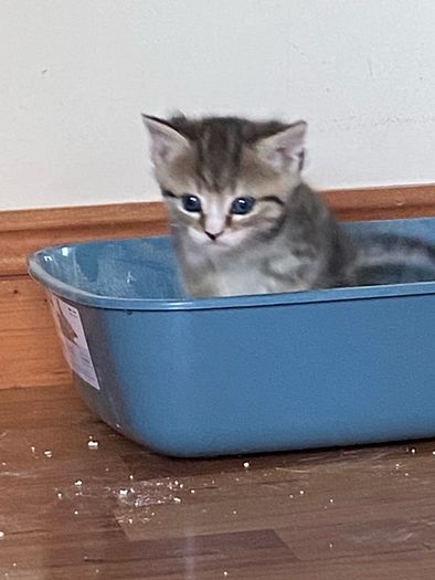 kitten adoption