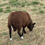 Zwartble Ram Lambs Image 7