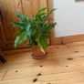 house plant Image 7