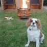 Firepits Image 5