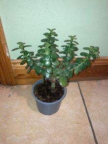 Jade plant/Money plant for sale