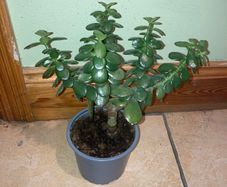 Jade plant/Money plant for sale