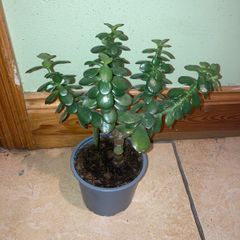 Jade plant/Money plant for sale