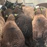 Ewe lambs Image 4