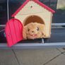 dog and house Image 3
