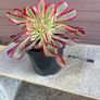 aeonium lina (rare succulent) Image 5