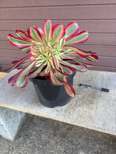 aeonium lina (rare succulent)