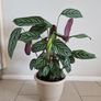 Fishbone Prayer Plant - Ctenanthe Oppenheimiana Image 3